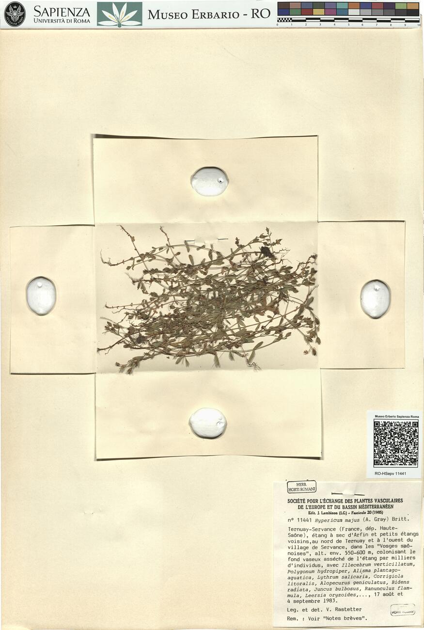 Hypericum majus (A. Gray) Britt. -  RO-HSepv 11441 photo