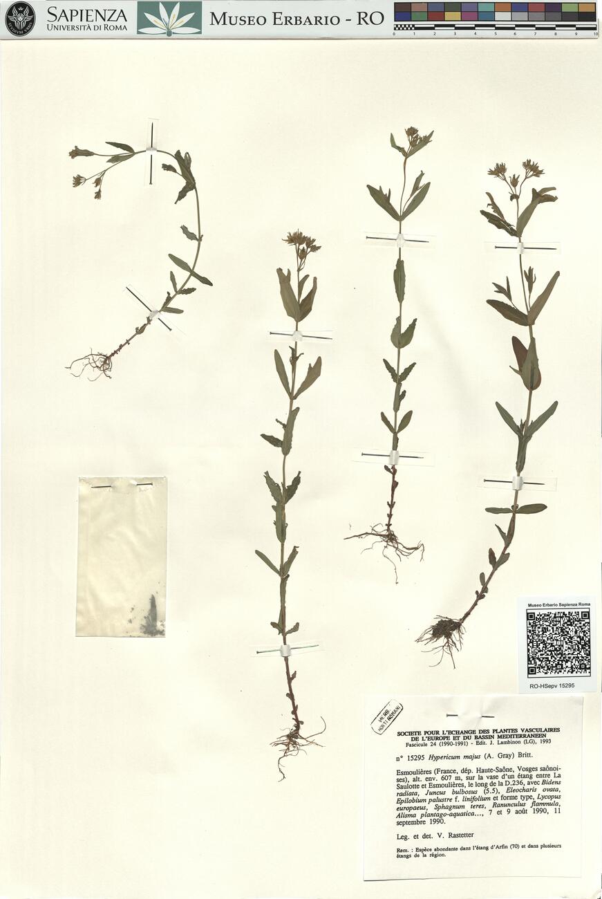 Hypericum majus (A. Gray) Britt. -  RO-HSepv 15295 photo