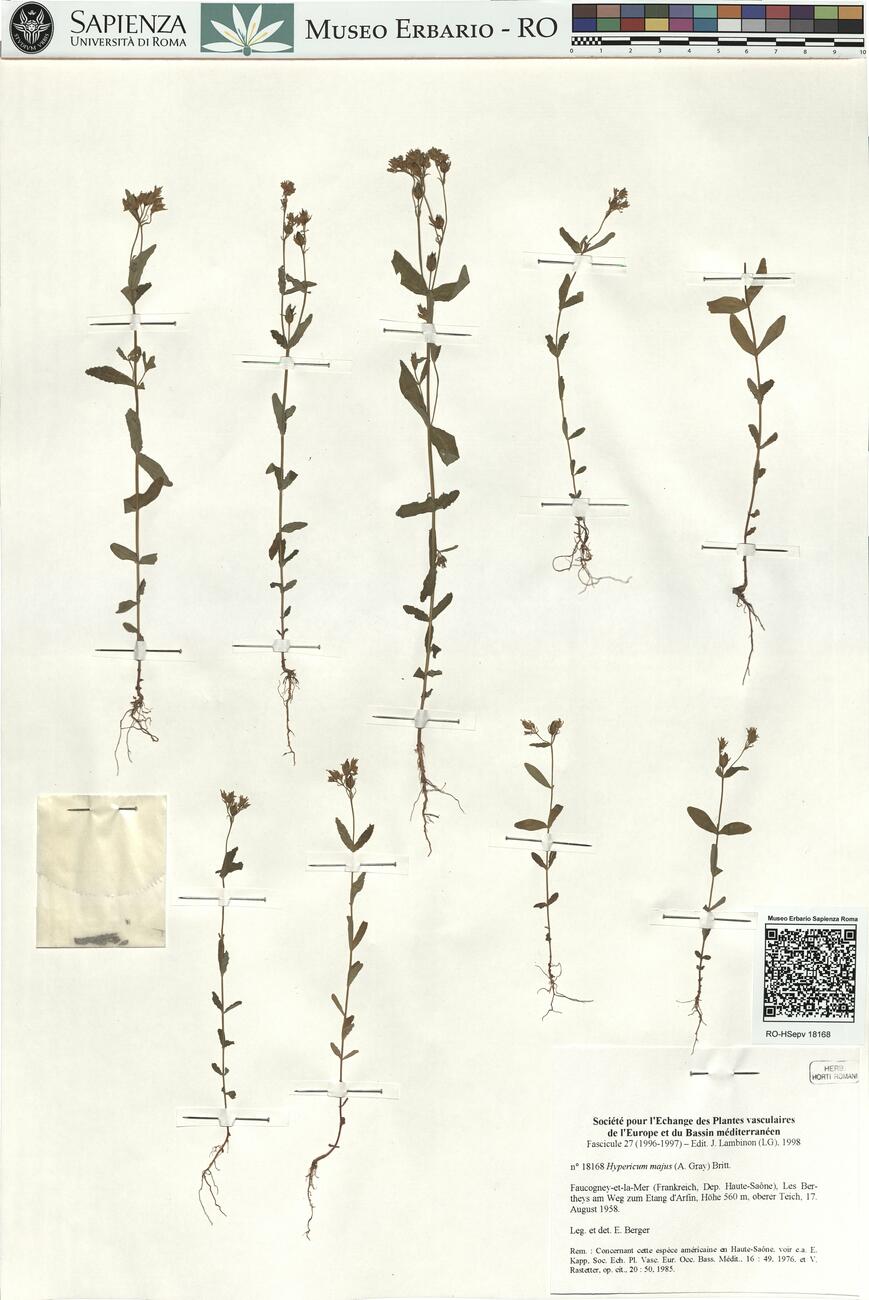 Hypericum majus (A. Gray) Britt. -  RO-HSepv 18168 photo