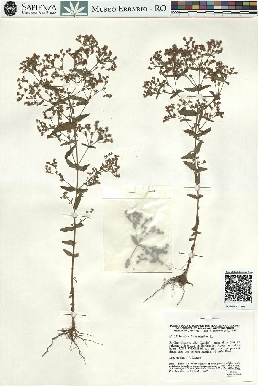 Hypericum mutilum L.  -  RO-HSepv 17196 photo