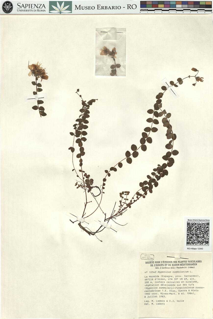 Hypericum nummularium L. -  RO-HSepv 12342 photo