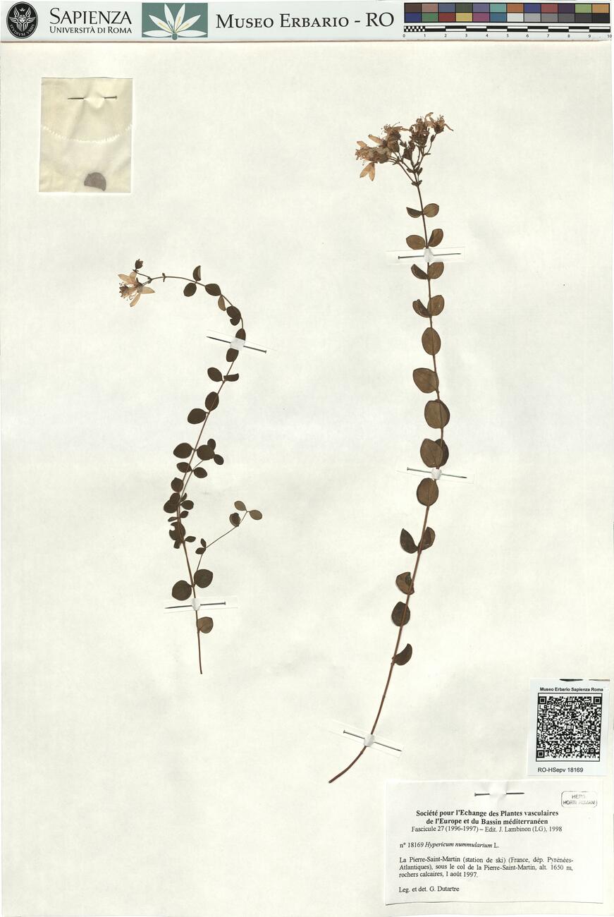 Hypericum nummularium L. -  RO-HSepv 18169 photo