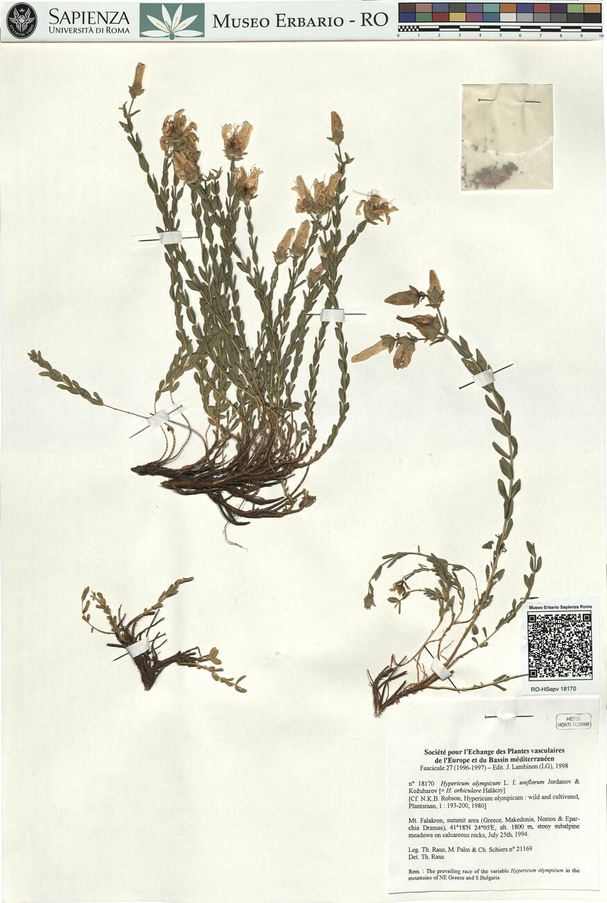 Hypericum olympicum L. f. uniflorum Jordanov & Kožuharov  -  RO-HSepv 18170 photo