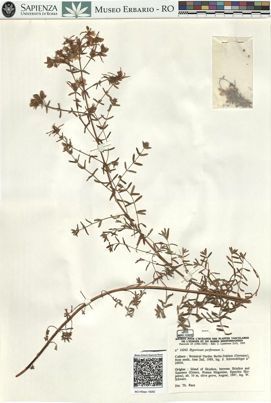 Hypericum perforatum L. -  RO-HSepv 16262 photo