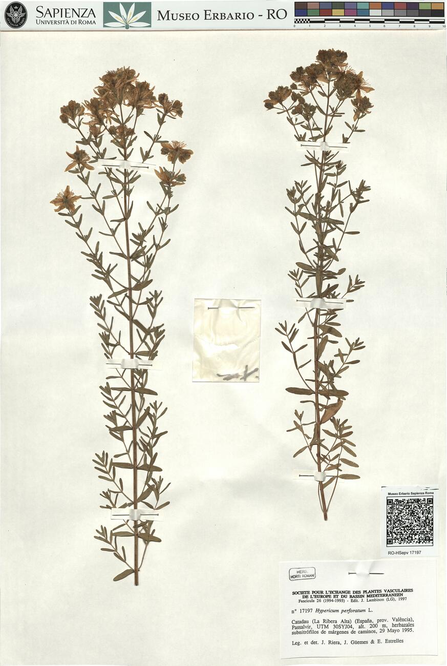 Hypericum perforatum L. -  RO-HSepv 17197 photo