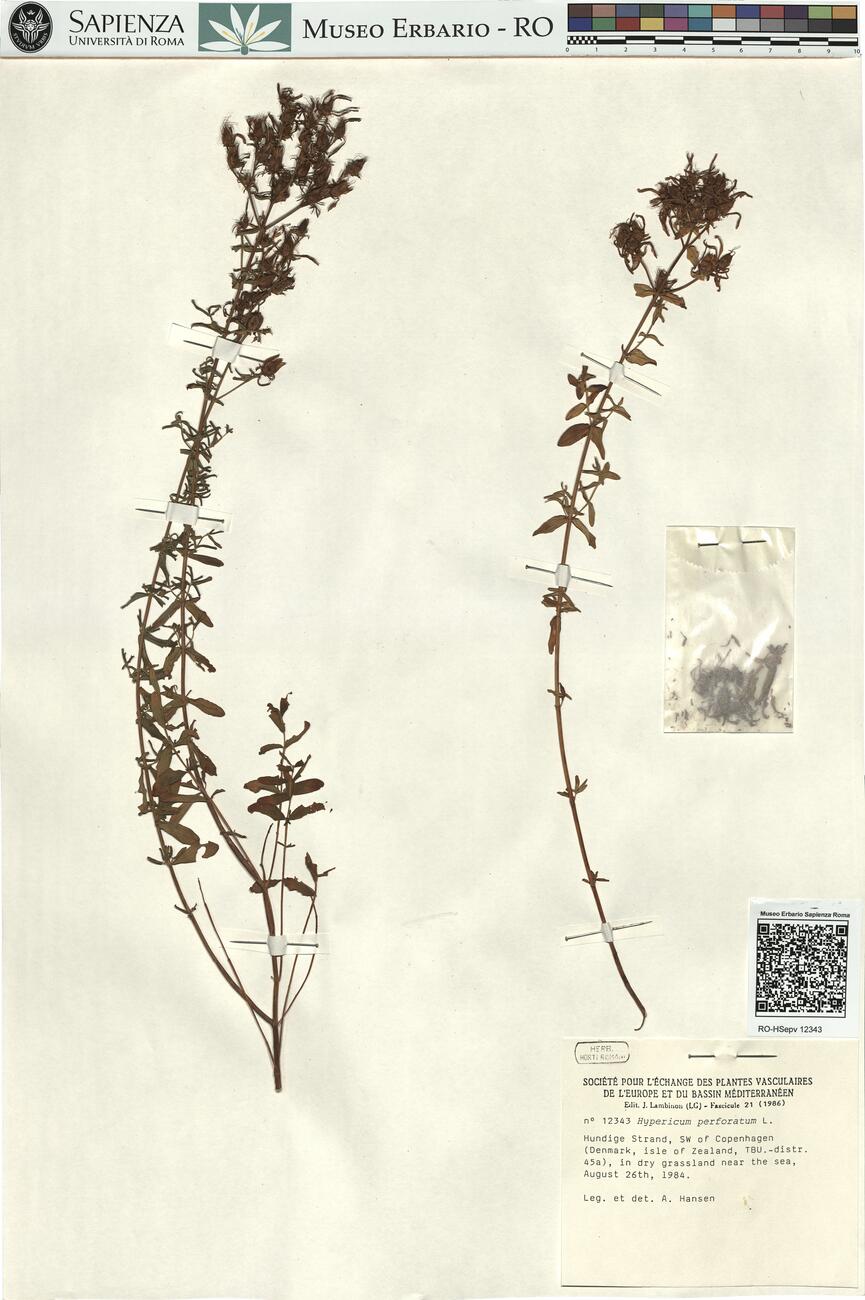 Hypericum perforatum L.  -  RO-HSepv 12343 photo