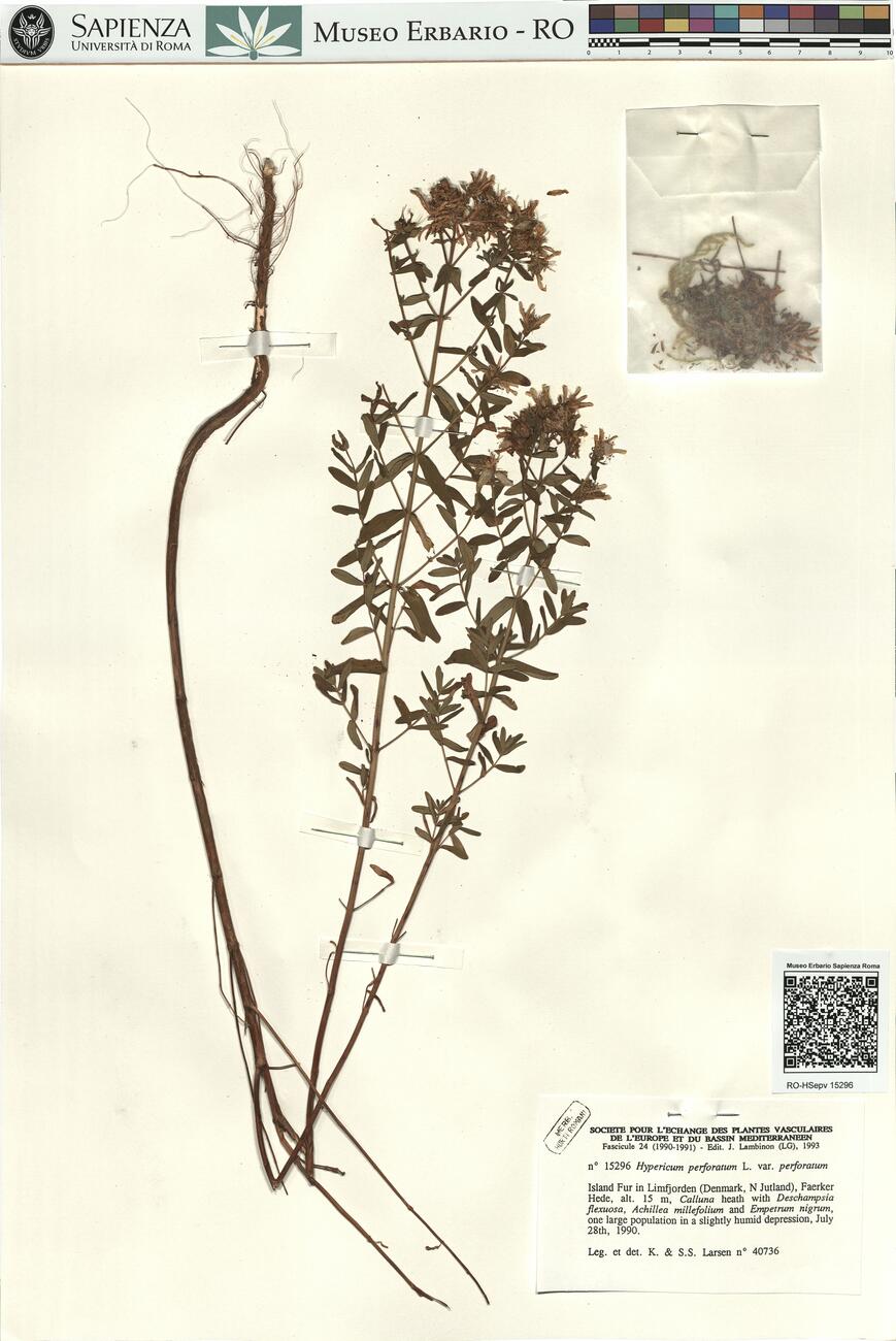 Hypericum perforatum L. var. perforatum -  RO-HSepv 15296 photo