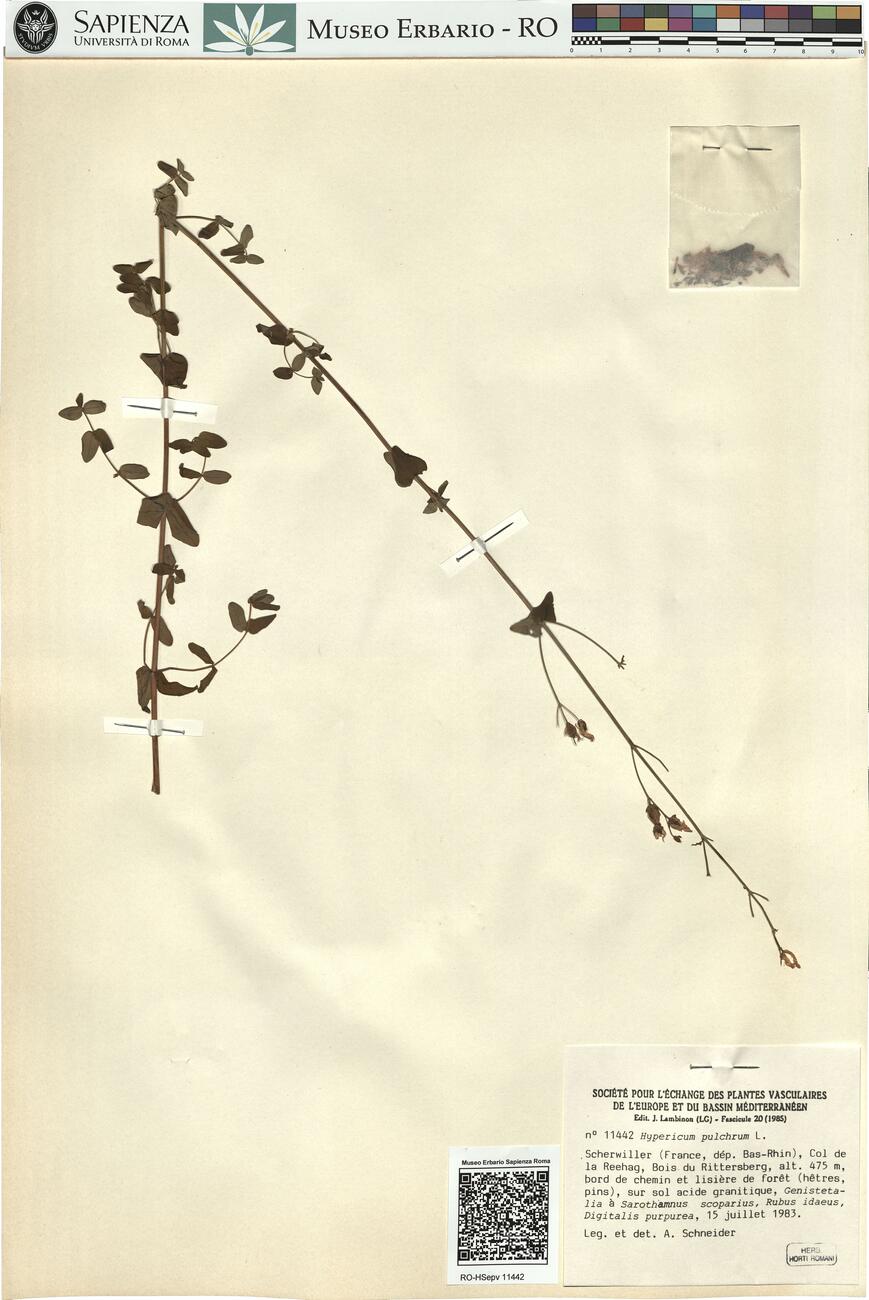 Hypericum pulchrum L.  -  RO-HSepv 11442 photo