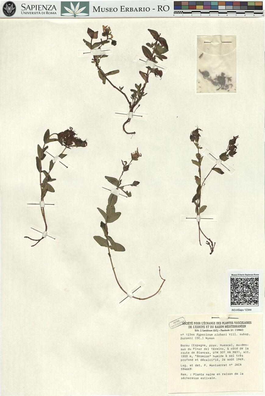 Hypericum richeri Vill. subsp. burseri (DC.) Nyman -  RO-HSepv 12344 photo