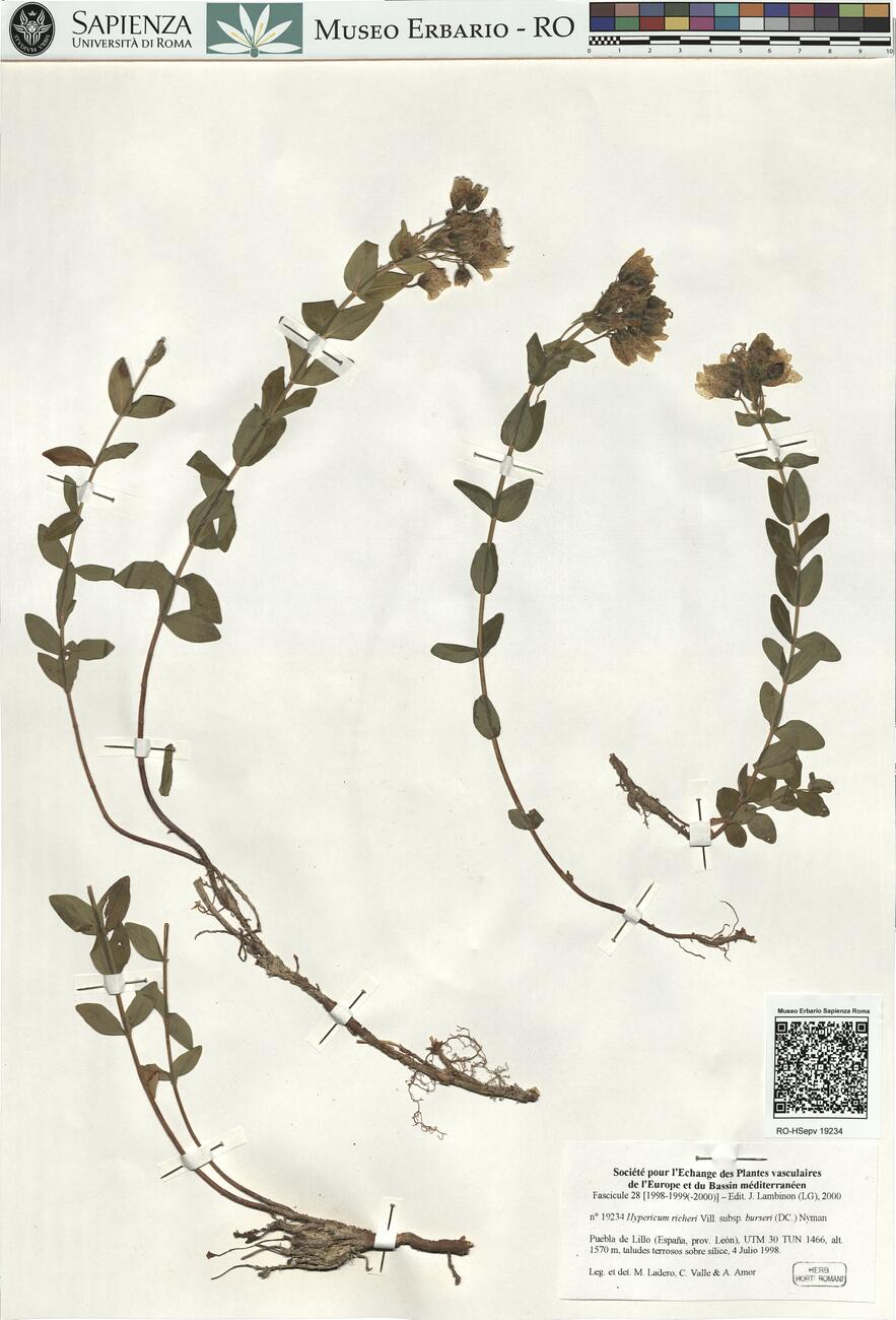 Hypericum richeri Vill. subsp. burseri (DC.) Nyman -  RO-HSepv 19234 photo