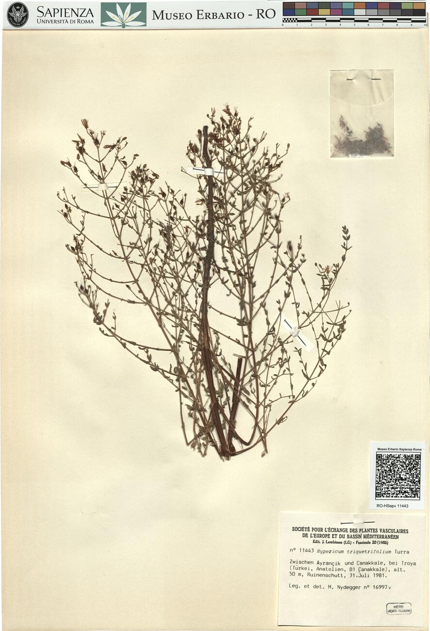 Hypericum triquetrifolium Turra -  RO-HSepv 11443 photo
