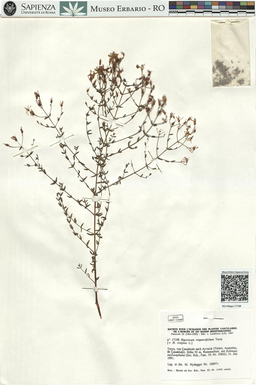 Hypericum triquetrifolium Turra -  RO-HSepv 17198 photo