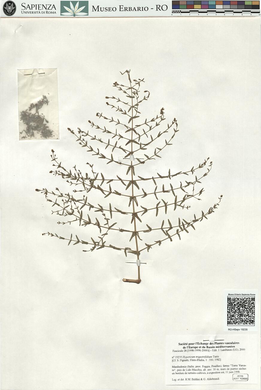 Hypericum triquetrifolium Turra -  RO-HSepv 19235 photo