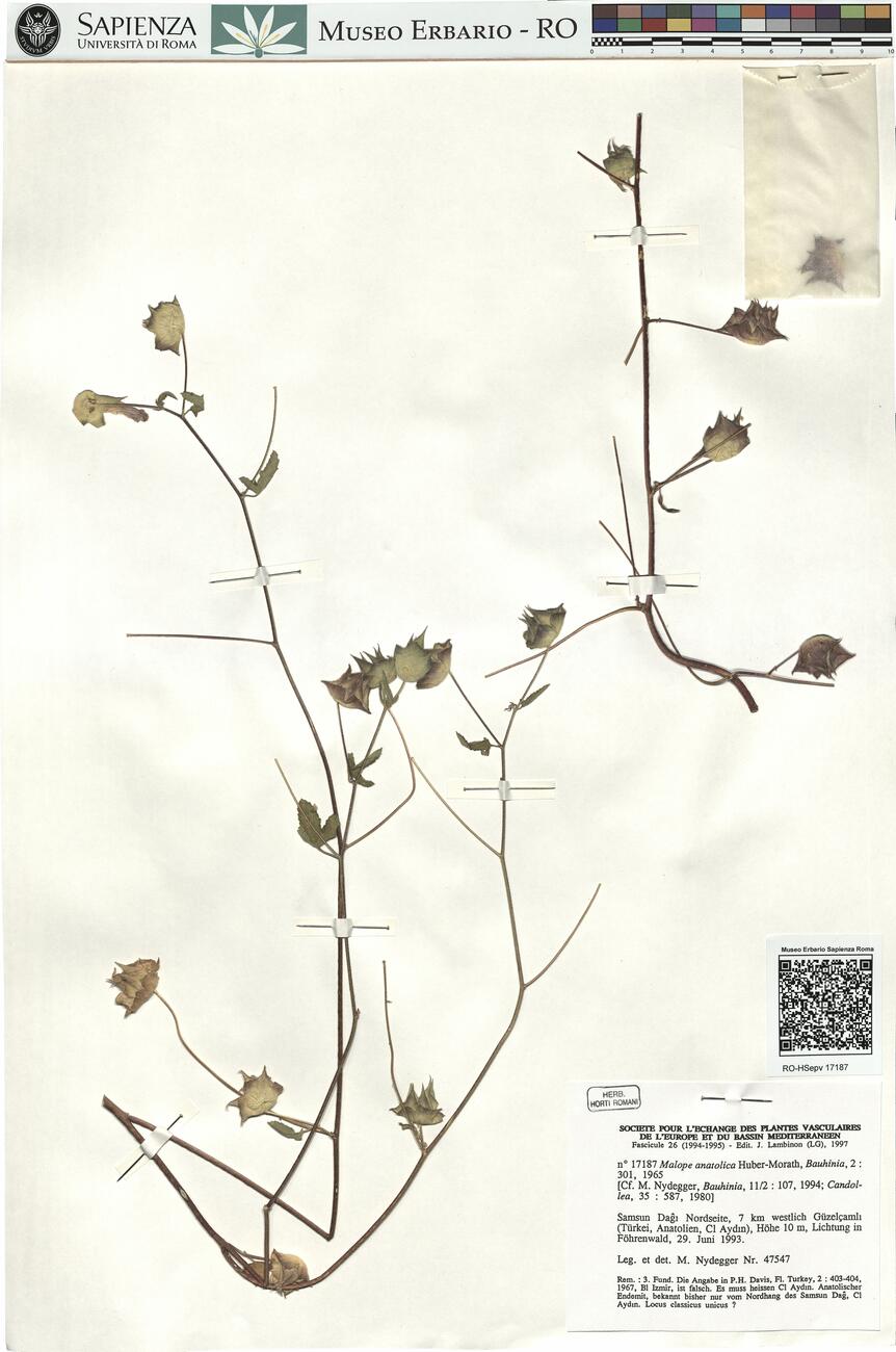 Malope anatolica Huber-Morath ^ -  RO-HSepv 17187 photo