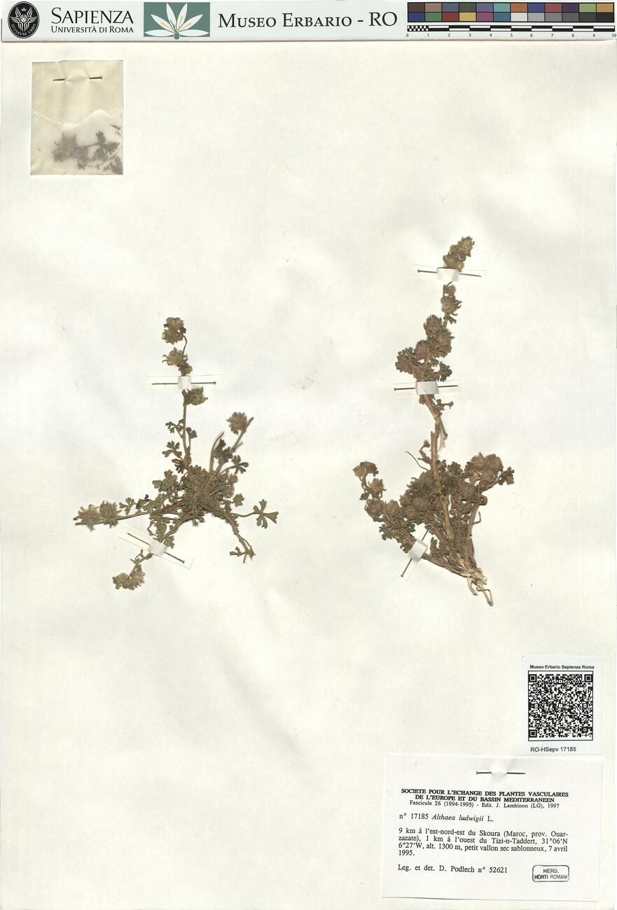 Althaea ludwigii L.  -  RO-HSepv 17185 photo