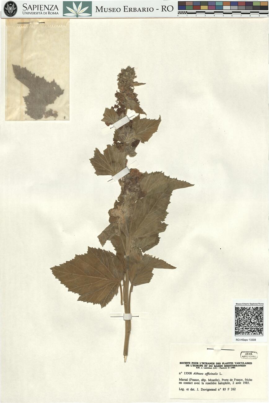 Althaea officinalis L.  -  RO-HSepv 13308 photo
