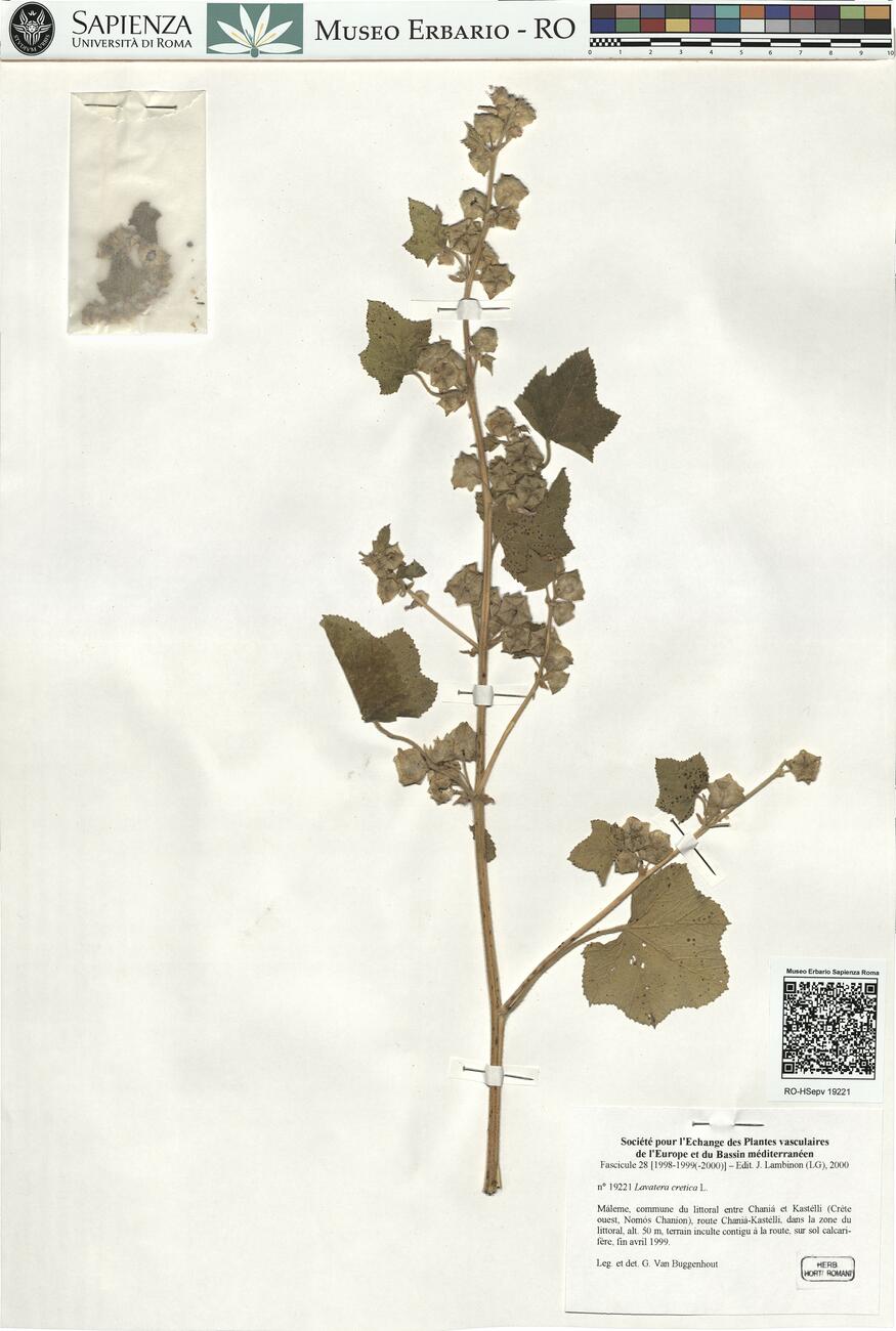 Lavatera cretica L. -  RO-HSepv 19221 photo