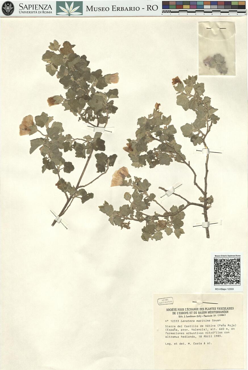 Lavatera maritima Gouan  -  RO-HSepv 12333 photo