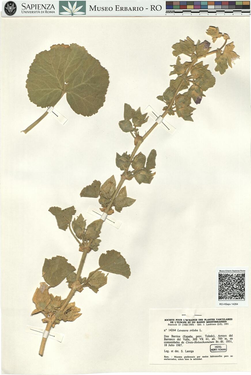 Lavatera triloba L. -  RO-HSepv 14264 photo