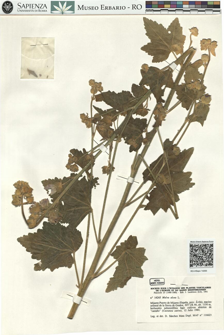 Malva alcea L. -  RO-HSepv 14265 photo