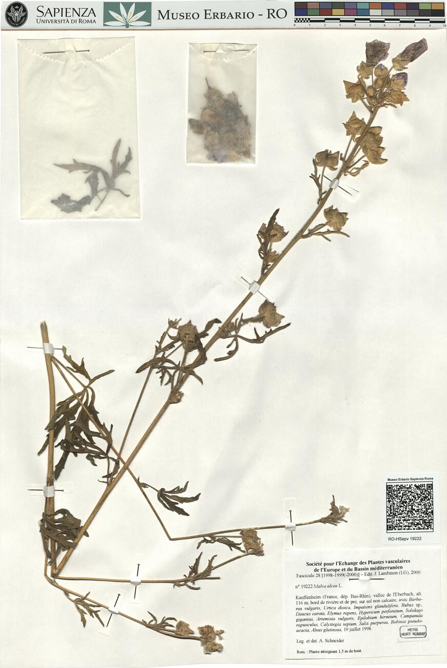 Malva alcea L. -  RO-HSepv 19222 photo