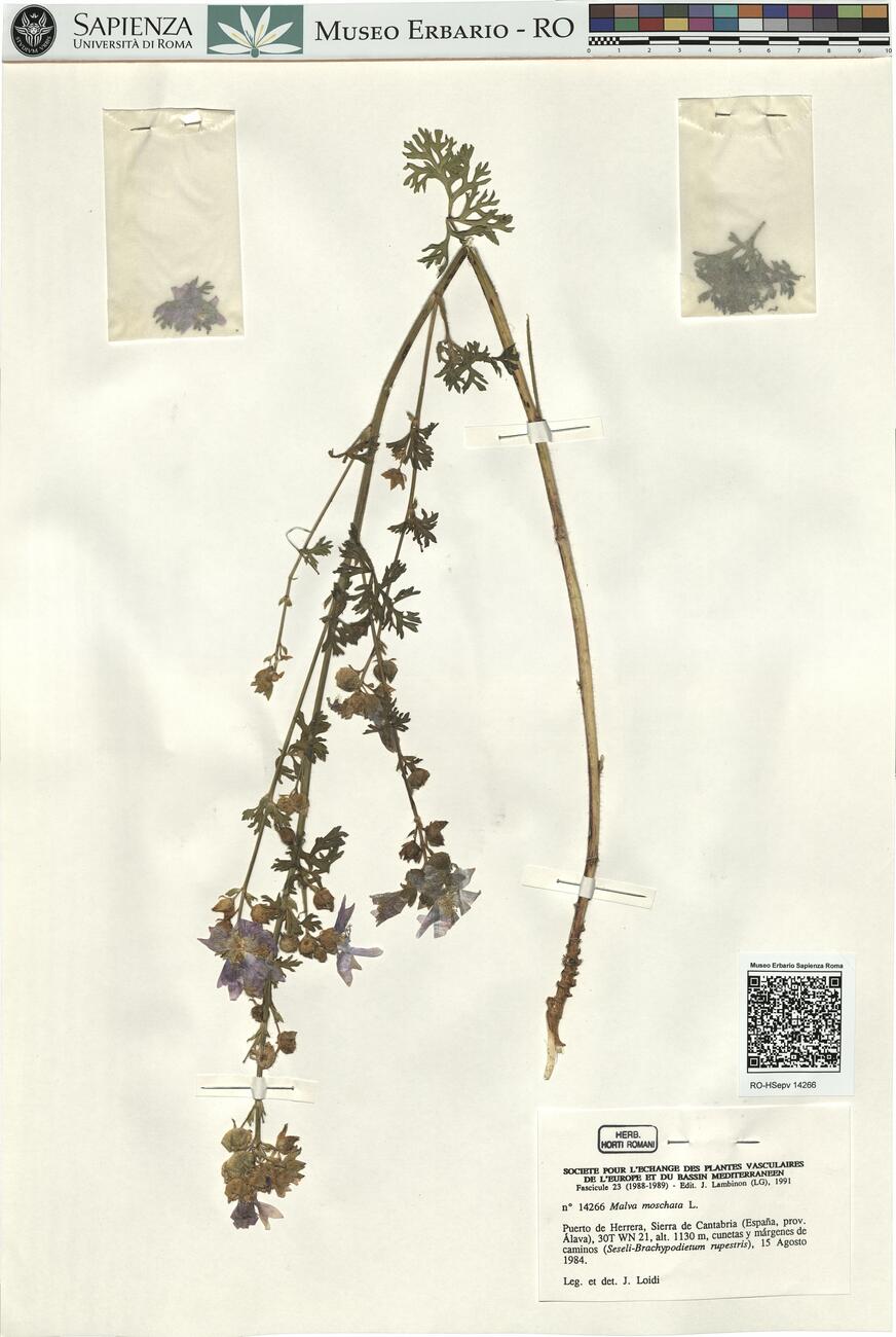 Malva moschata L.  -  RO-HSepv 14266 photo