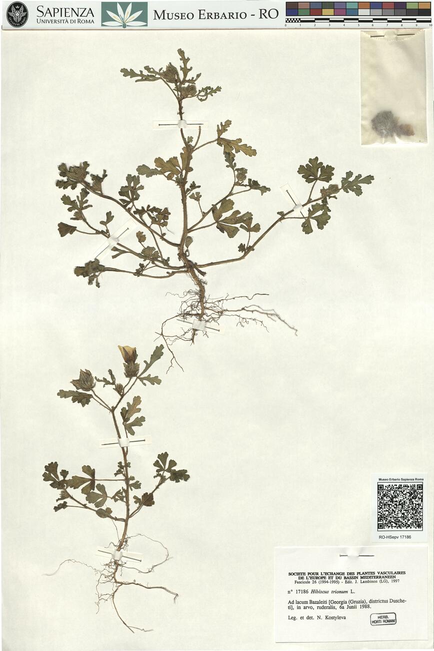 Hibiscus trionum L.  -  RO-HSepv 17186 photo