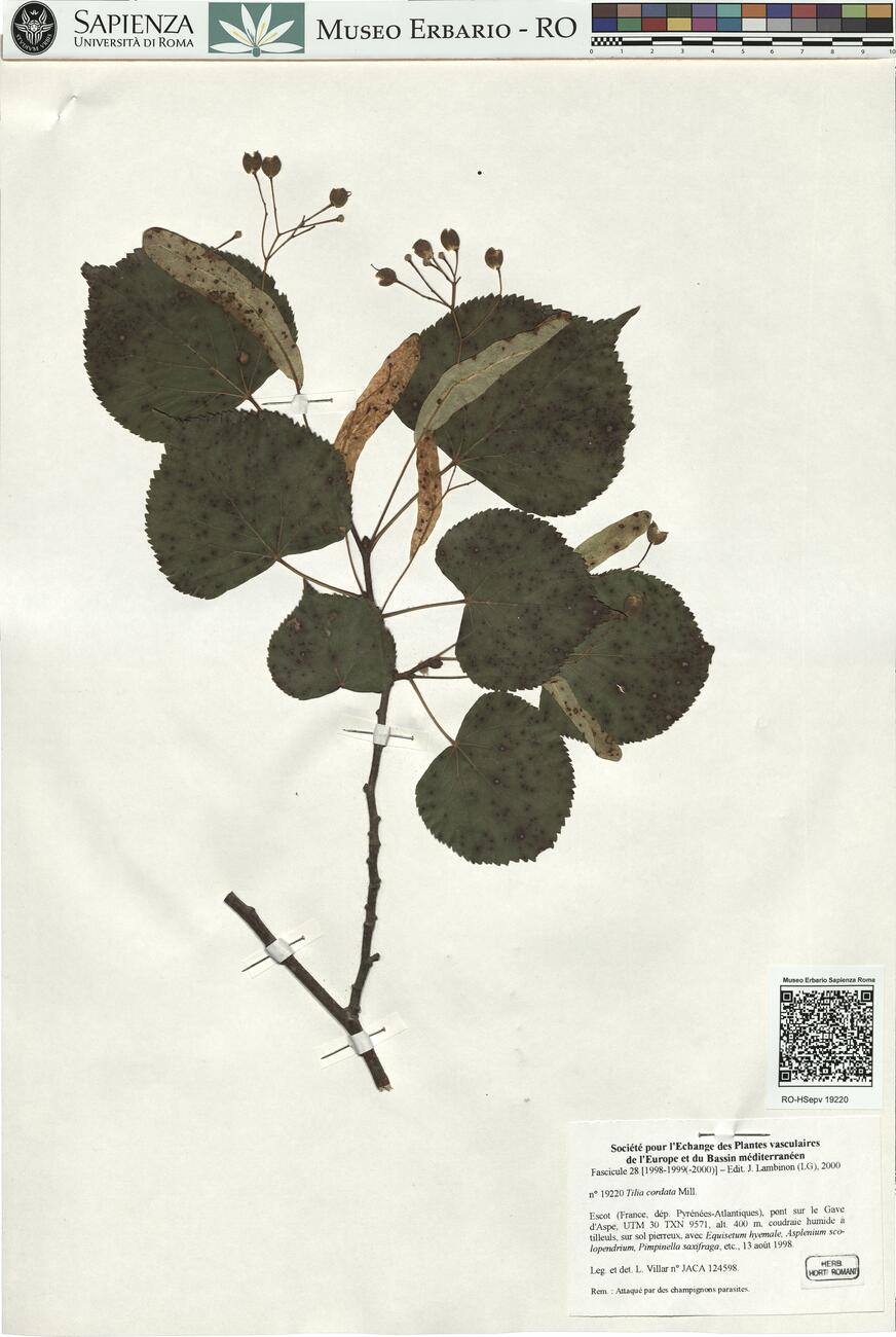 Tilia cordata Mill. -  RO-HSepv 19220 photo