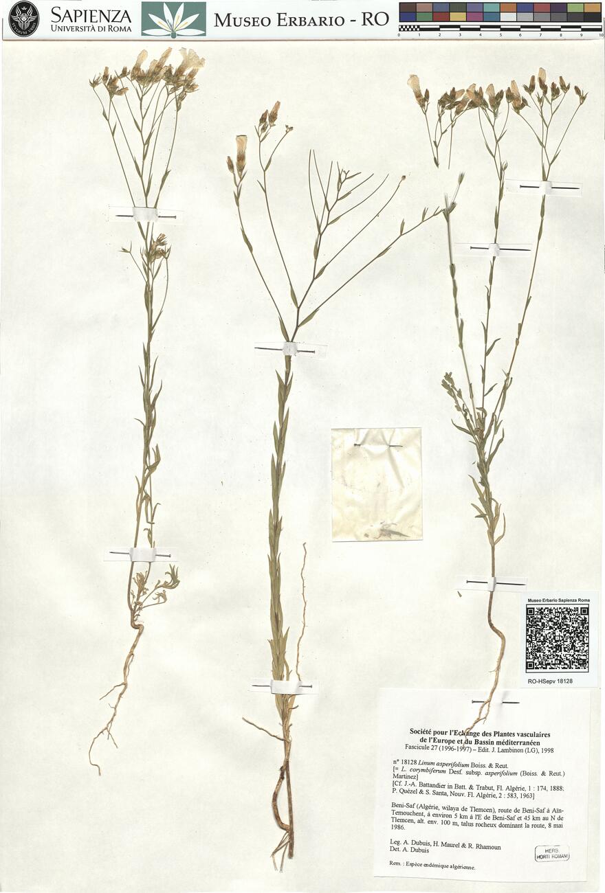Linum asperifolium Boiss. & Reut.  -  RO-HSepv 18128 photo