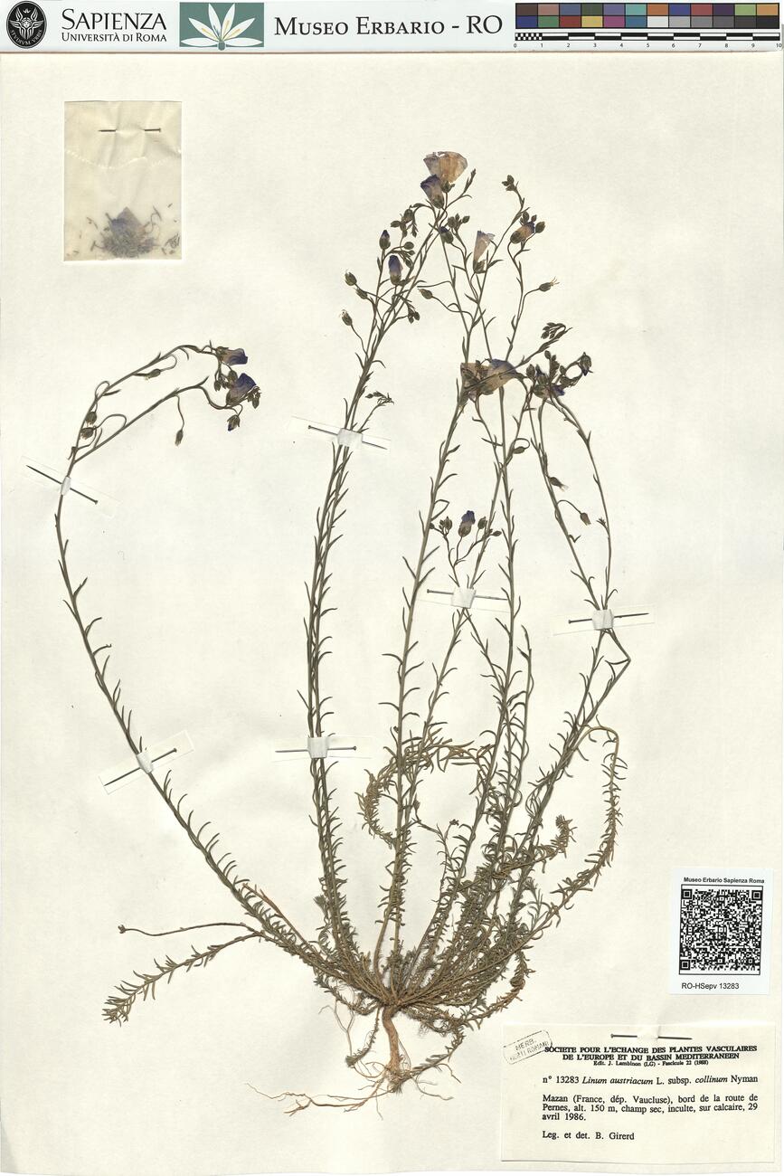 Linum austriacum L. subsp. collinum Nyman  -  RO-HSepv 13283 photo