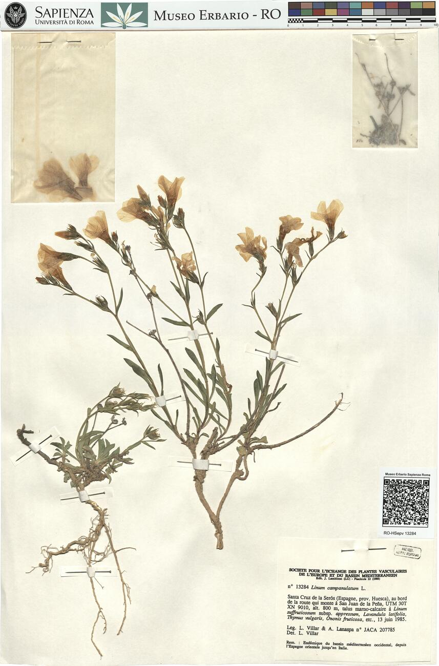 Linum campanulatum L. -  RO-HSepv 13284 photo