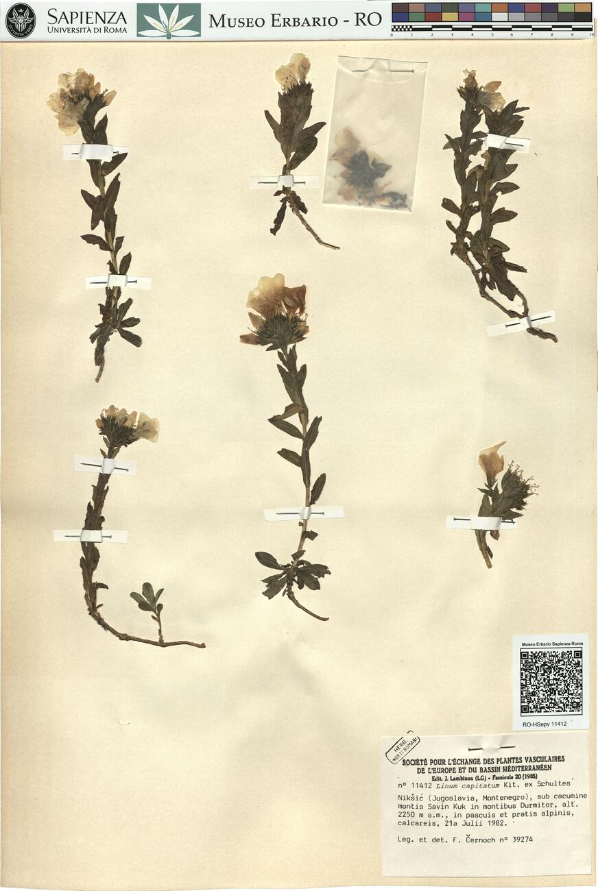 Linum capitatum Kit. ex Schultes -  RO-HSepv 11412 photo