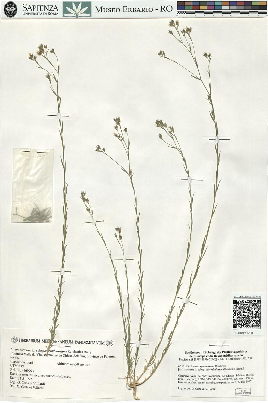 Linum corymbulosum Reichenb. -  RO-HSepv 19185 photo