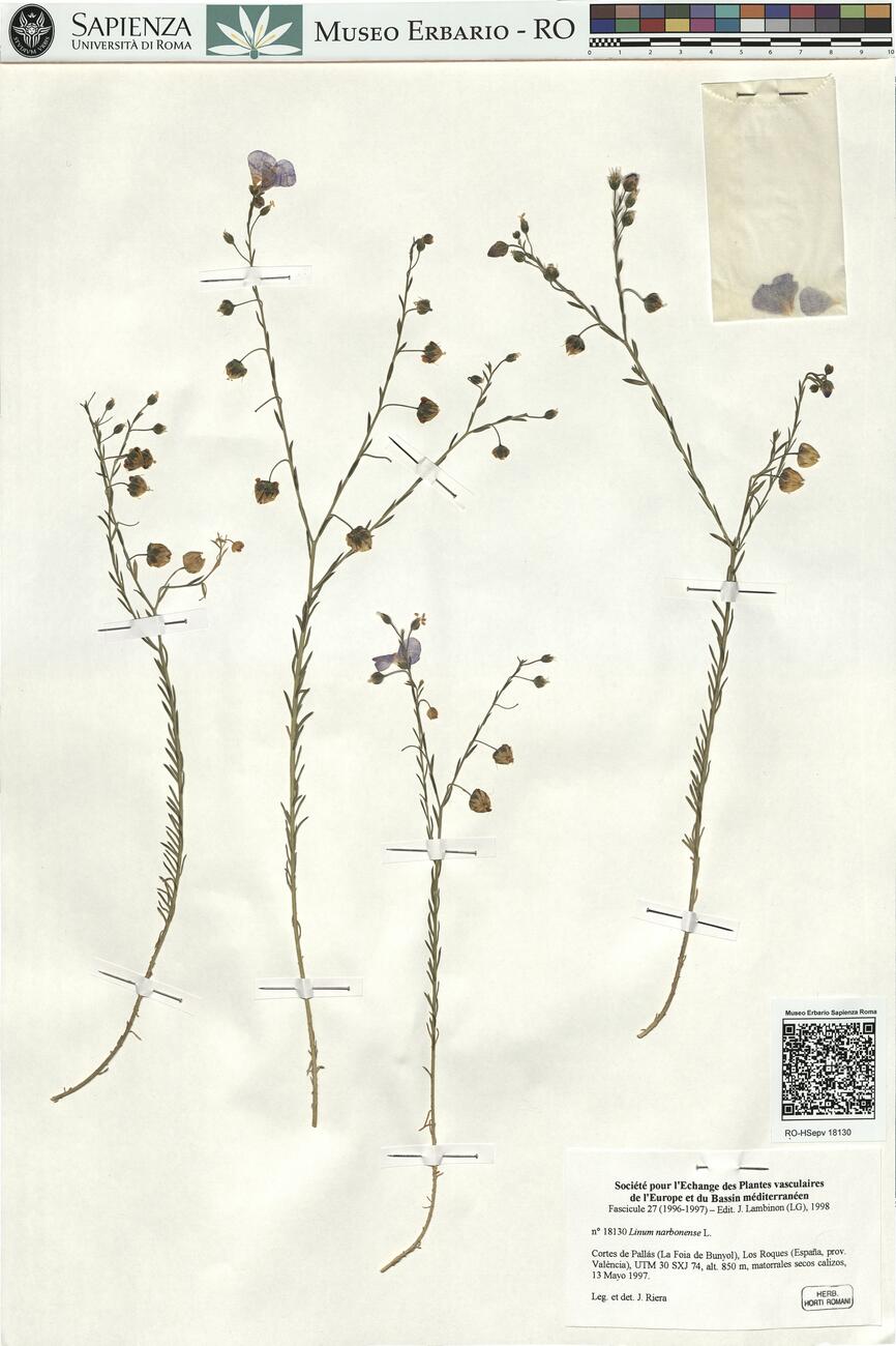 Linum narbonense L.  -  RO-HSepv 18130 photo