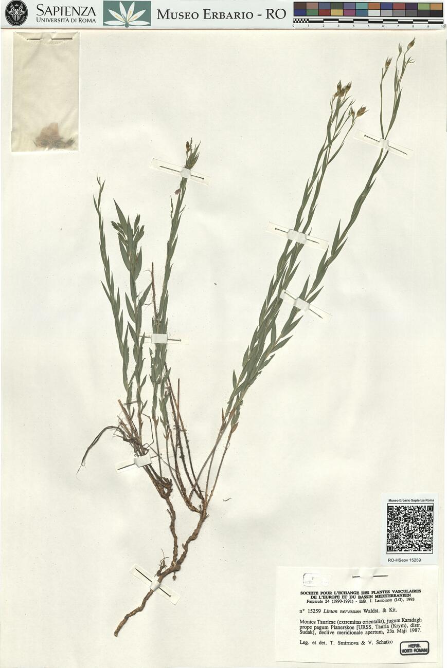 Linum nervosum Waldst. & Kit.  -  RO-HSepv 15259 photo