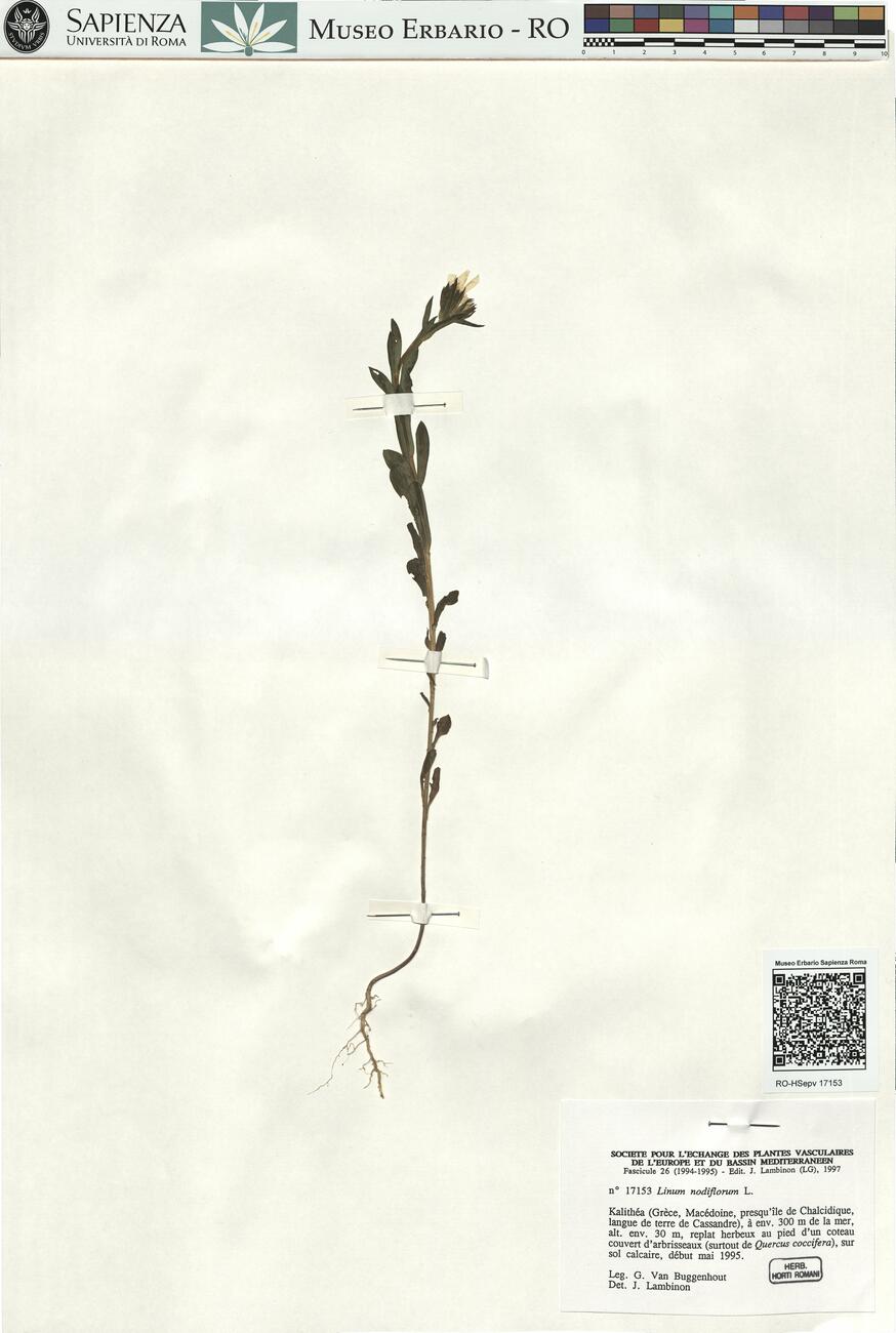 Linum nodiflorum L.  -  RO-HSepv 17153 photo
