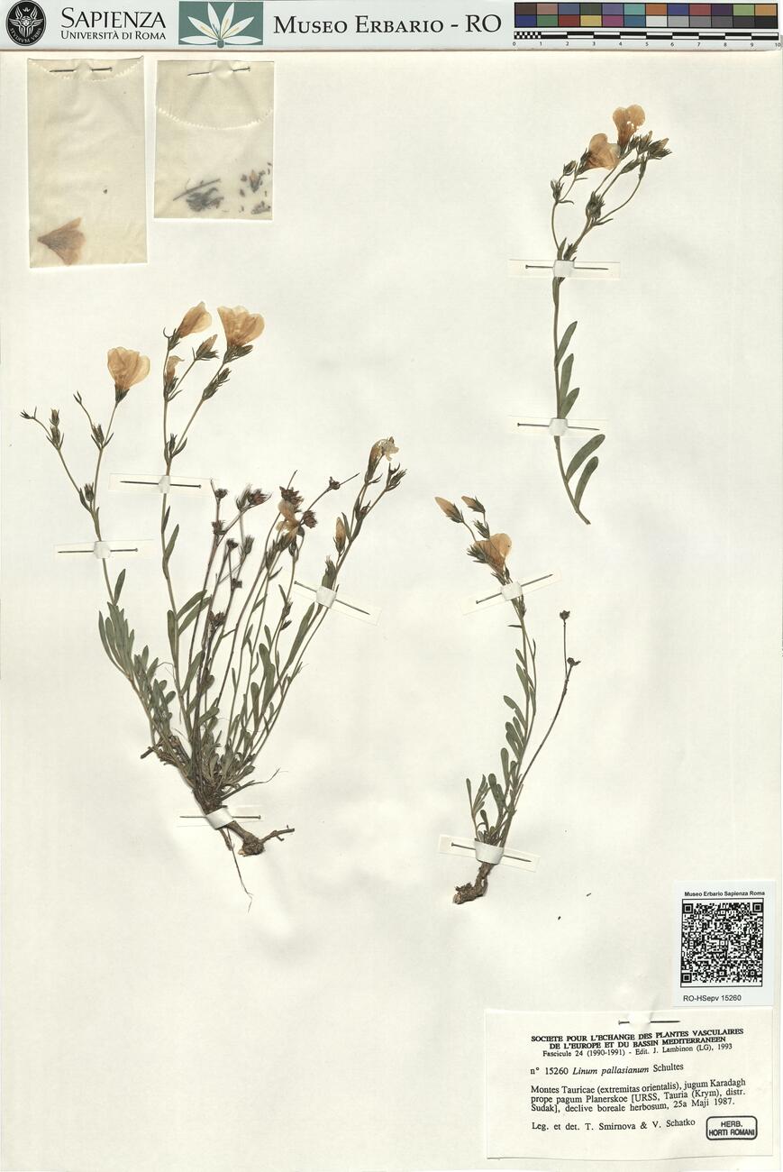 Linum pallasianum Schultes -  RO-HSepv 15260 photo