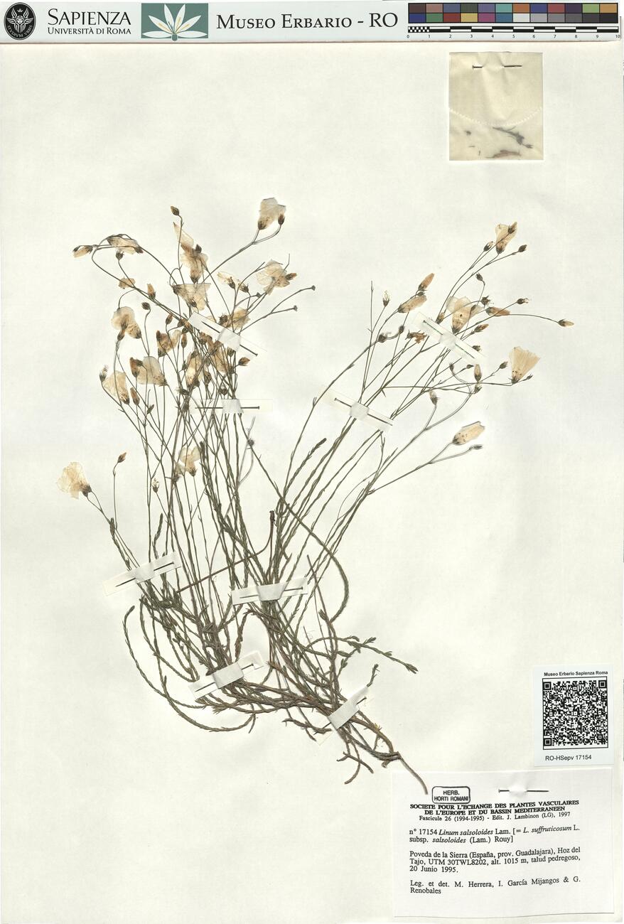 Linum salsoloides Lam.  -  RO-HSepv 17154 photo