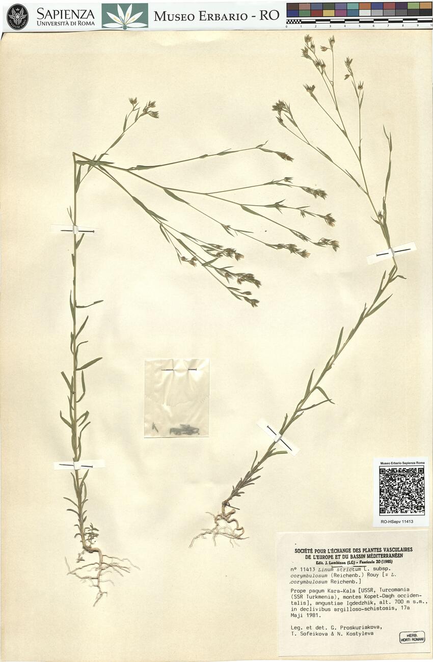 Linum strictum L. subsp. corymbulosum (Reichenb.) Rouy -  RO-HSepv 11413 photo