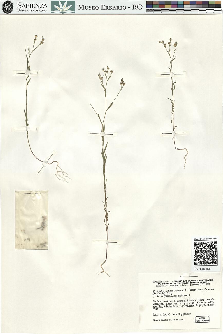 Linum strictum L. subsp. corymbulosum (Reichenb.) Rouy -  RO-HSepv 15261 photo