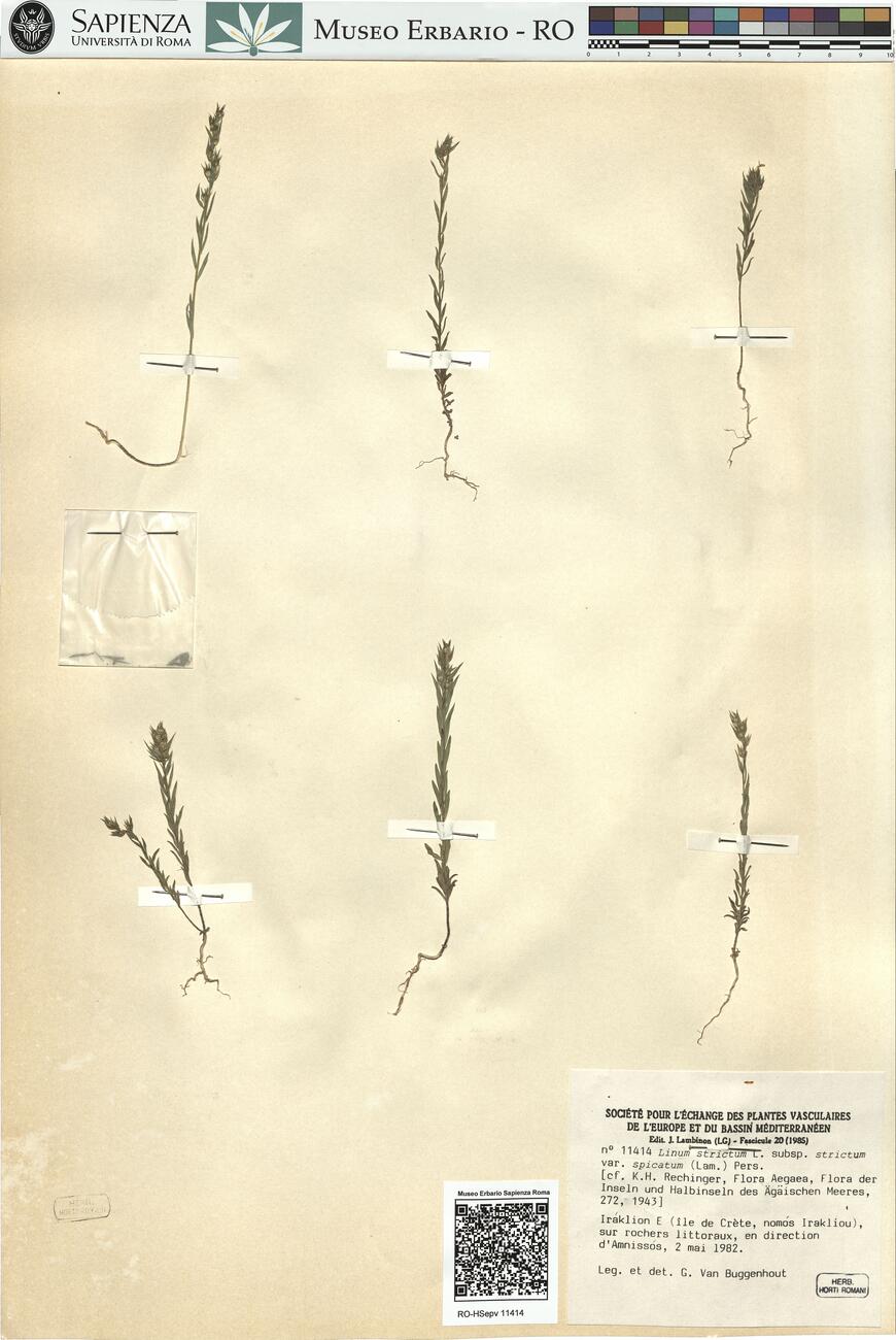 Linum strictum L. subsp. strictum var. spicatum (Lam.) Pers. -  RO-HSepv 11414 photo