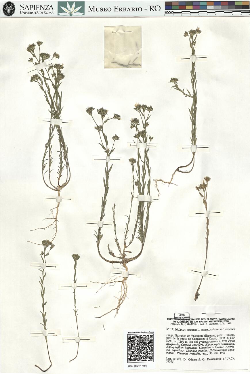 Linum strictum L. subsp. strictum var. strictum -  RO-HSepv 17156 photo