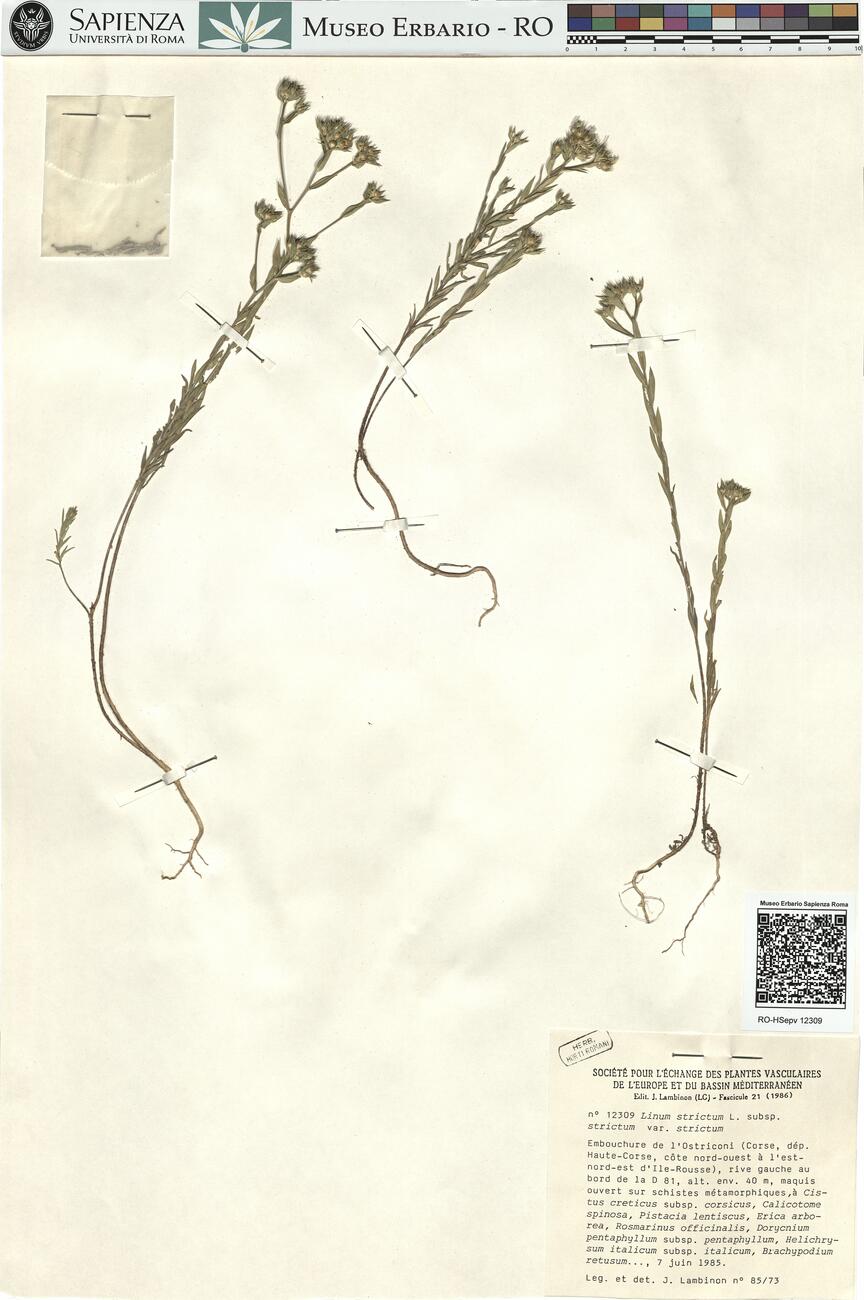 Linum strictum L. subsp. strictum var. strictum  -  RO-HSepv 12309 photo