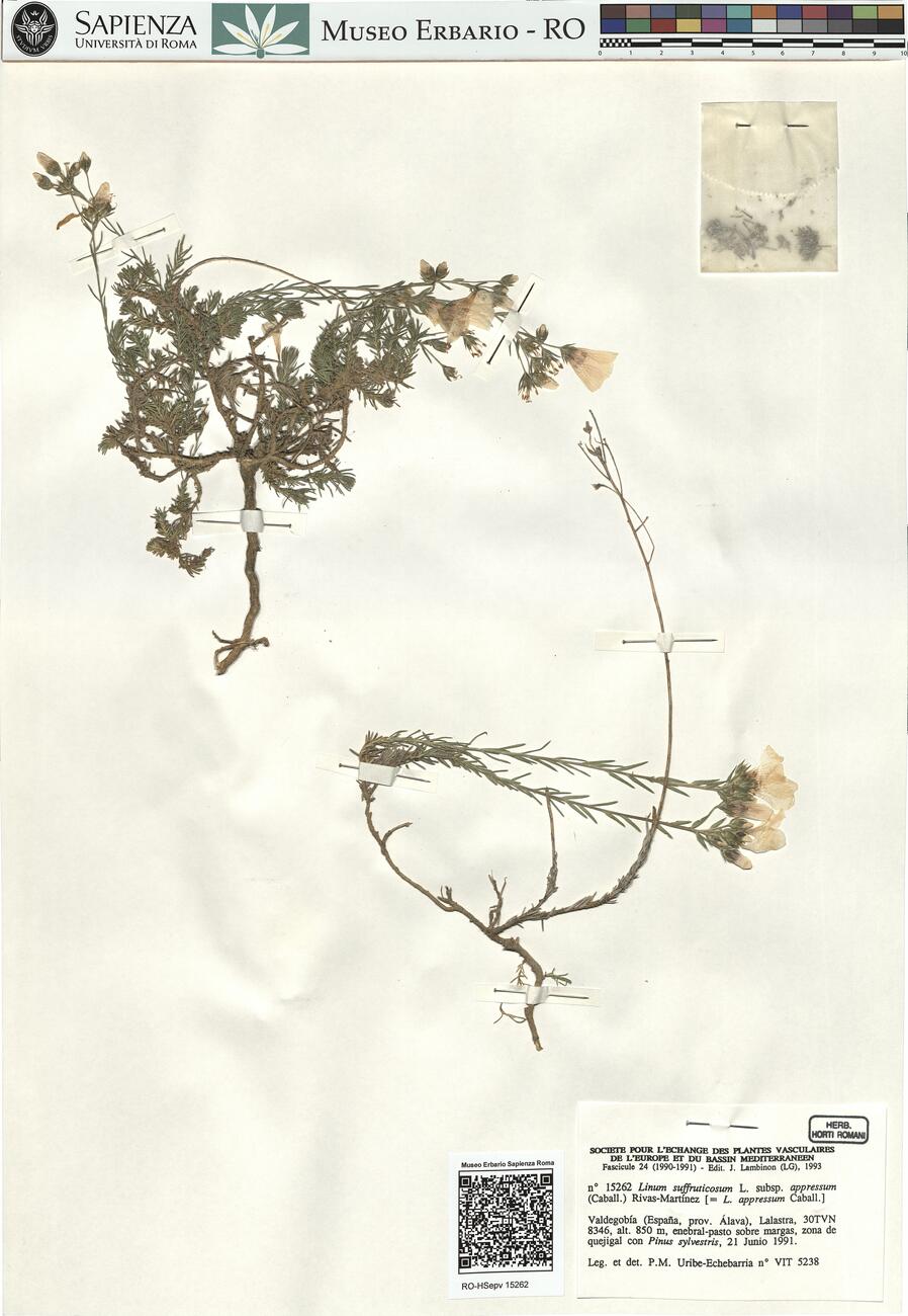 Linum suffruticosum L. subsp. appressum (Caball.) Rivas-Martínez -  RO-HSepv 15262 photo