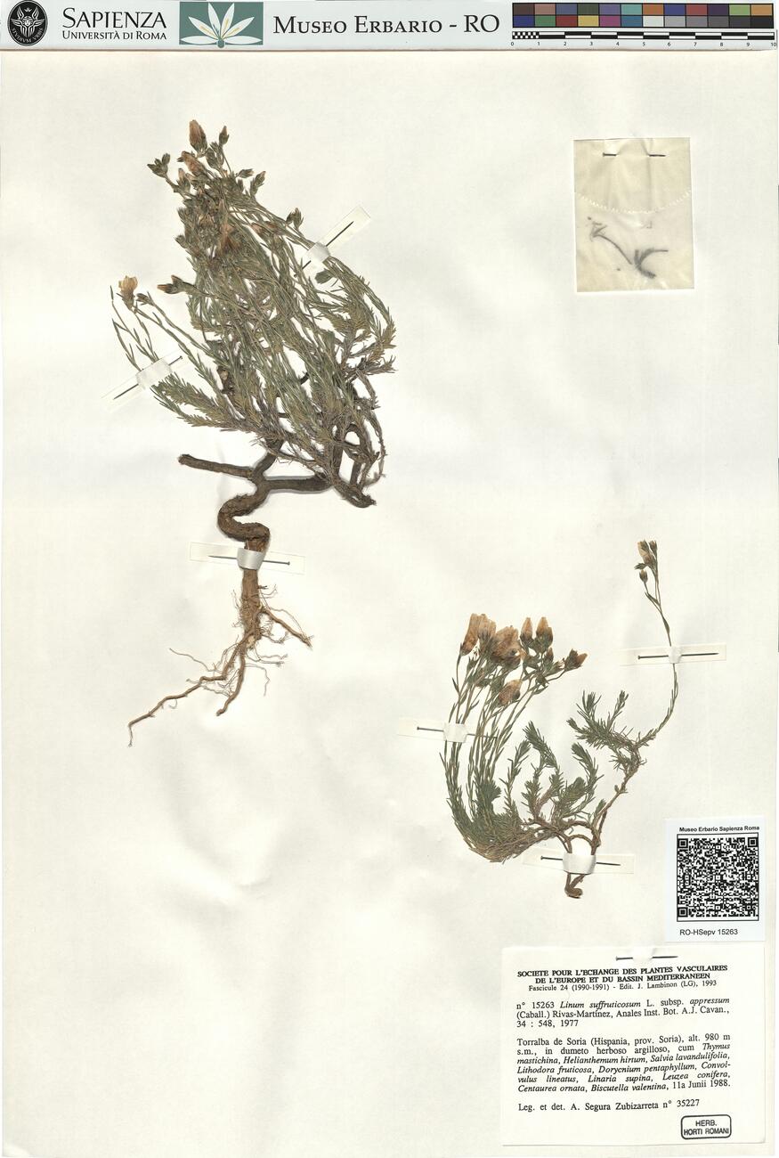 Linum suffruticosum L. subsp. appressum (Caball.) Rivas-Martínez ^ -  RO-HSepv 15263 photo