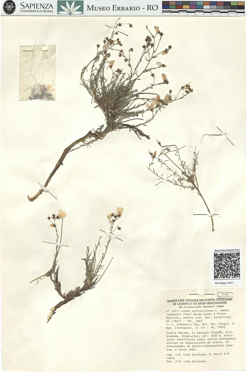 Linum suffruticosum L. subsp. jimenezii (Pau) Rivas Goday & Rivas-Martínez ^ -  RO-HSepv 12311 photo
