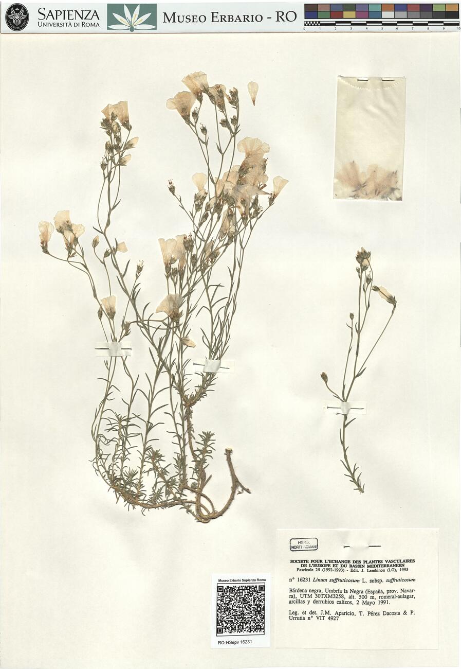 Linum suffruticosum L. subsp. suffruticosum -  RO-HSepv 16231 photo