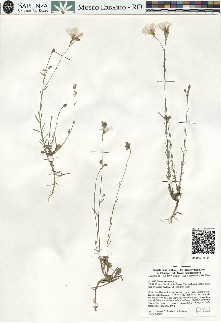 Linum tenuifolium L. -  RO-HSepv 19187 photo