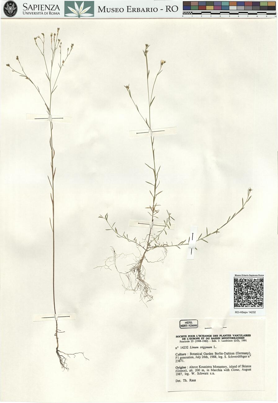 Linum trigynum L.  -  RO-HSepv 14232 photo