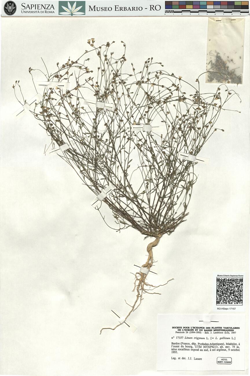 Linum trigynum L.  -  RO-HSepv 17157 photo